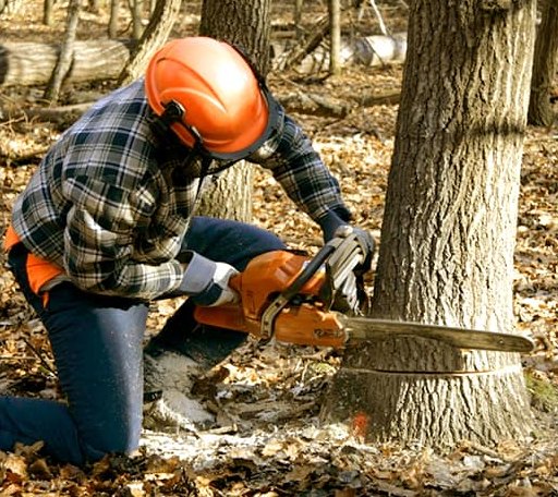 Tree Removal in De Soto, WI